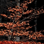 IMG_3999_w