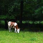 DSC00275w